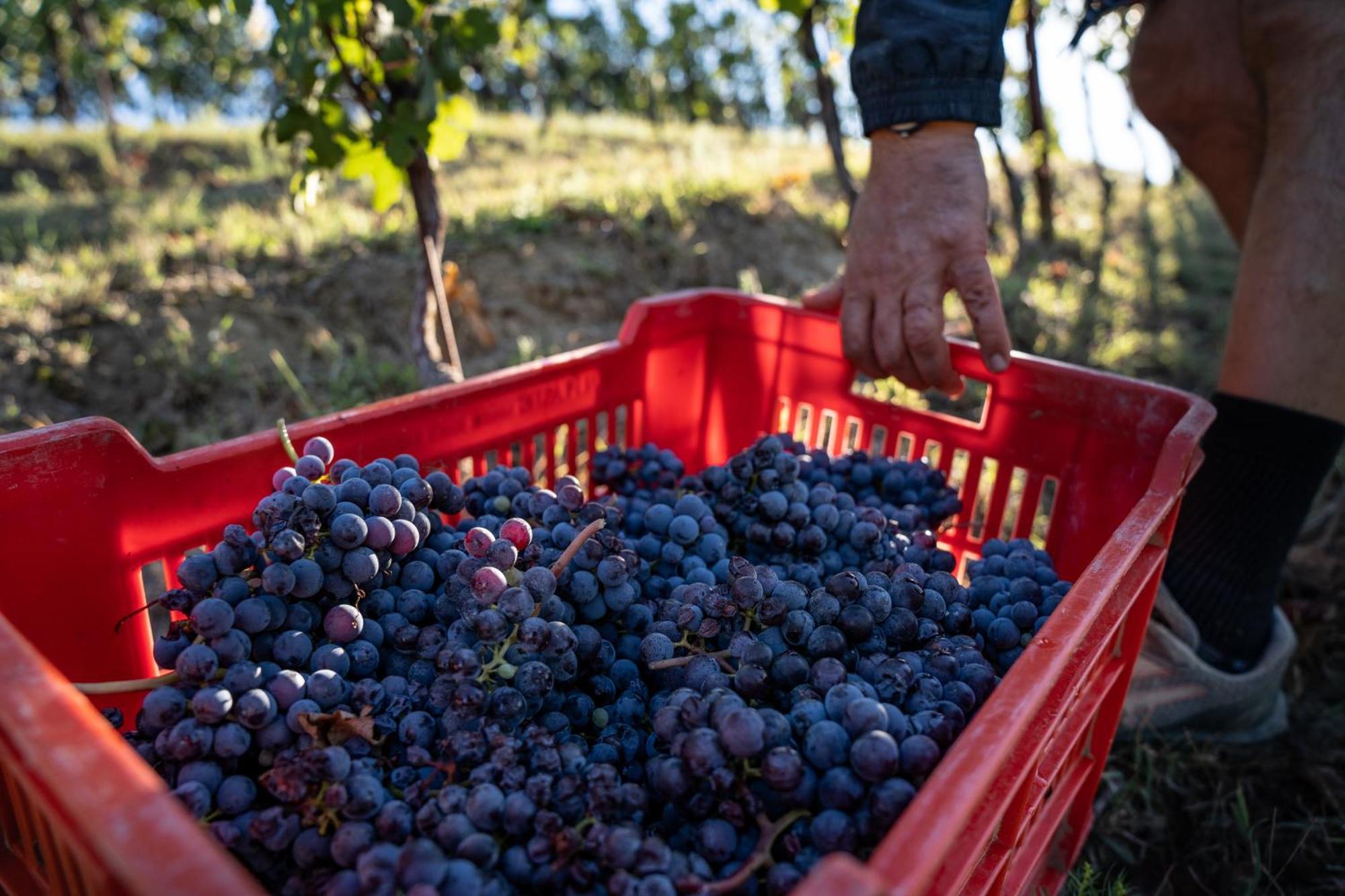 Agriturismo Antichi Poderi Gallina Neive Esterno foto